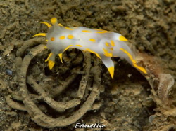 Harlekijnslak, Polycera quadrilineata by Eduard Bello 